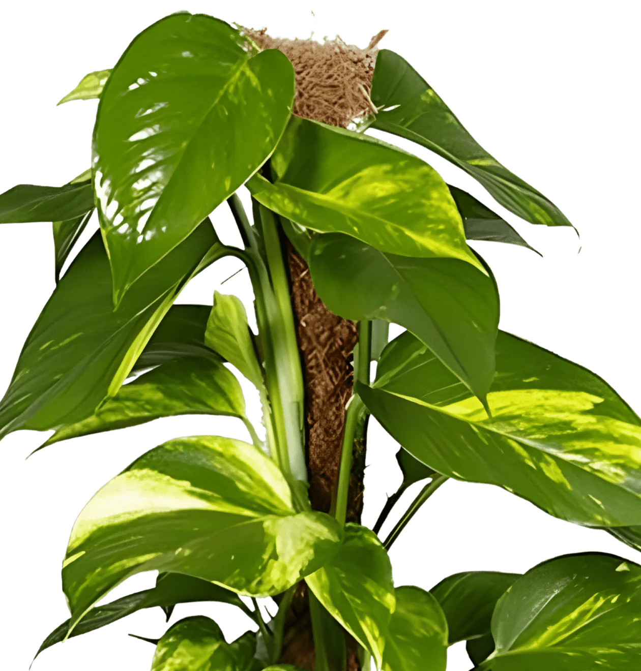 Vorschaubild 2